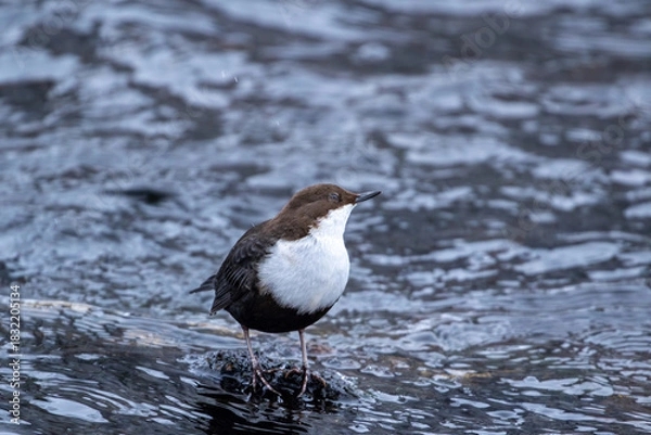 Fototapeta Fearless little northern songbird dipper, Cinclus cinclus standing in cold water on a cold winter day in Finnish nature	