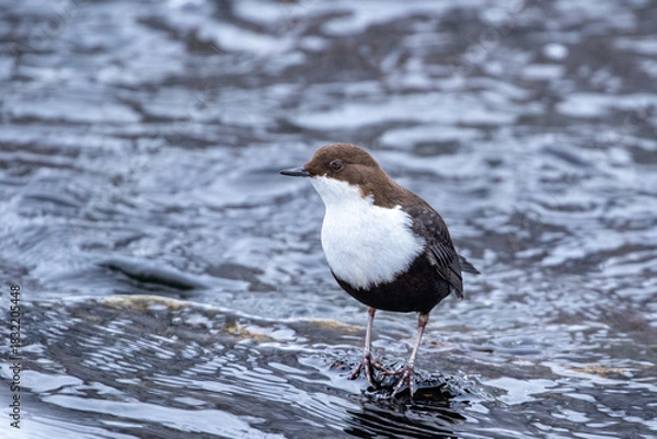 Fototapeta Fearless little northern songbird dipper, Cinclus cinclus standing in cold water on a cold winter day in Finnish nature	