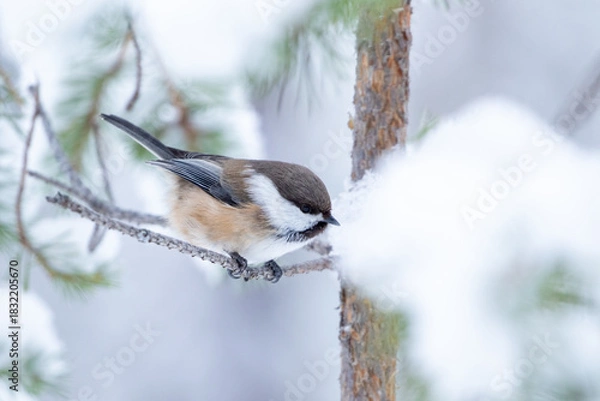 Fototapeta Cute and curious small siberian tit also known as grey-headed chickadee, Poecile cinctus, perched on a pine branch on a winter day in Northern Finland, Europe	