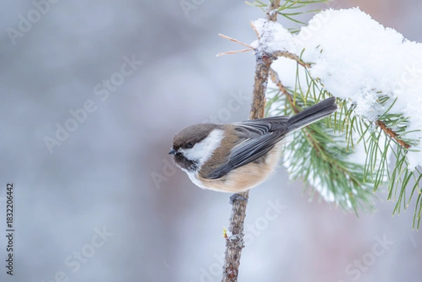 Fototapeta Cute and curious small siberian tit also known as grey-headed chickadee, Poecile cinctus, perched on a pine branch on a winter day in Northern Finland, Europe	