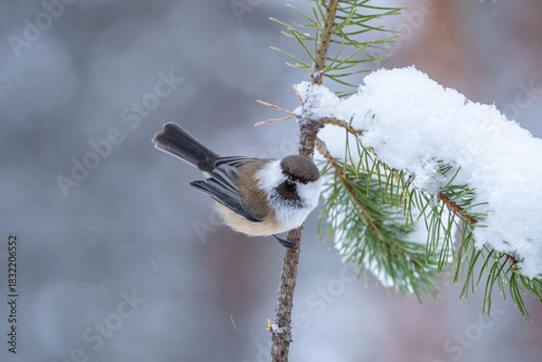 Fototapeta Cute and curious small siberian tit also known as grey-headed chickadee, Poecile cinctus, perched on a pine branch on a winter day in Northern Finland, Europe	