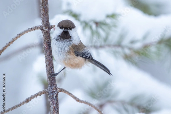 Fototapeta Cute and curious small siberian tit also known as grey-headed chickadee, Poecile cinctus, perched on a pine branch on a winter day in Northern Finland, Europe	