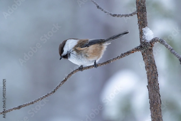 Fototapeta Cute and curious small siberian tit also known as grey-headed chickadee, Poecile cinctus, perched on a pine branch on a winter day in Northern Finland, Europe	