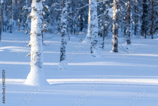 Fototapeta View of a snowy forest with pine and birch trees and tree trunks partly covered with white snow