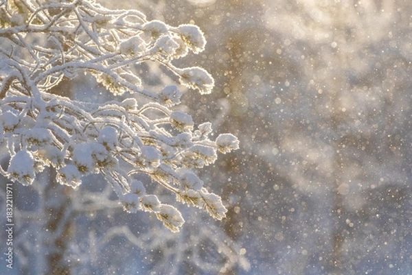 Fototapeta Snow crystals falling from branches and glittering in the air on a sunny winter day in Finnish nature