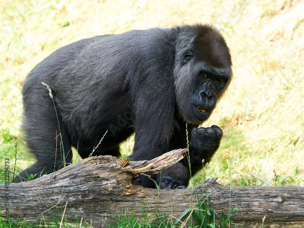 Obraz Western lowland gorilla (Gorilla gorilla gorilla)