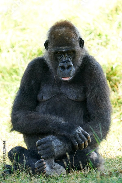 Obraz Western lowland gorilla (Gorilla gorilla gorilla)