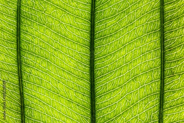 Obraz Macro Close Up of Natural Leaf Background