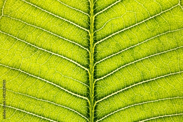 Obraz Macro Close Up of Natural Leaf Background