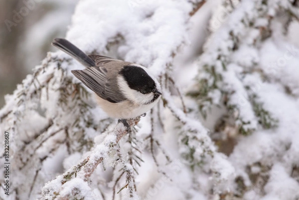 Fototapeta Adorable small willow tit, Poecile montanus, on a snowy branch of spruce on cold winter day in Northern Finland	