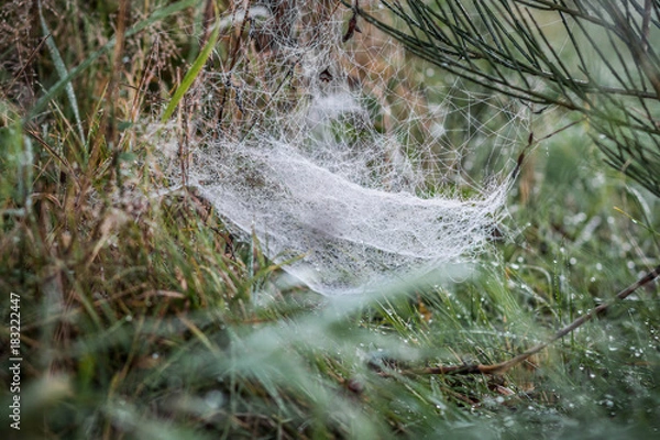 Obraz Spinnennetz im Morgentau