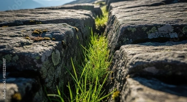 Fototapeta Close-up of grass growing between weathered rocks showing resilience and natural beauty