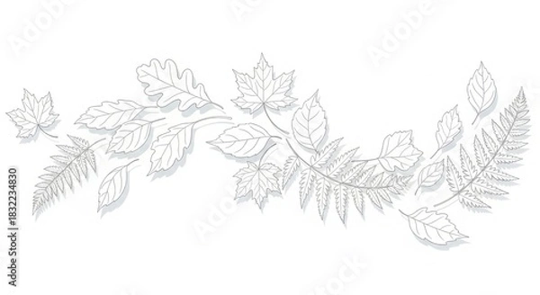 Fototapeta Botanical leaf arrangement for design and decoration