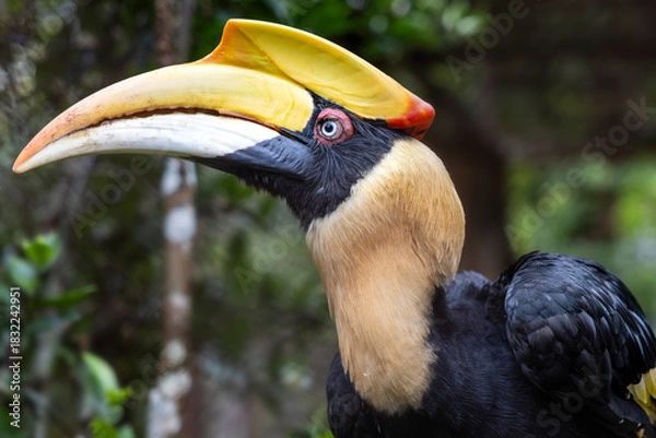 Obraz Hornbill bird