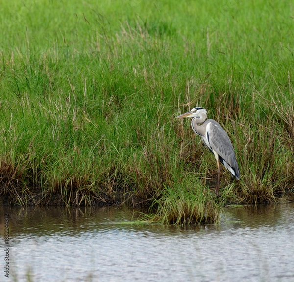 Obraz Grey Heron (Ardea cinerea:)