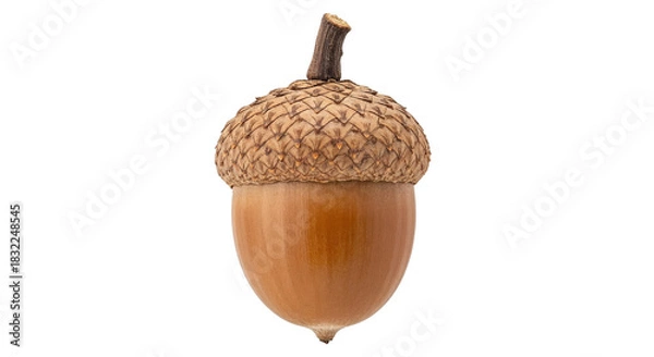 Obraz acorn
