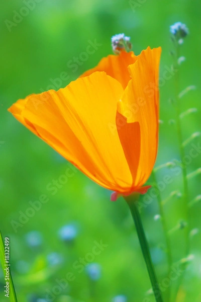 Fototapeta fiore arancio