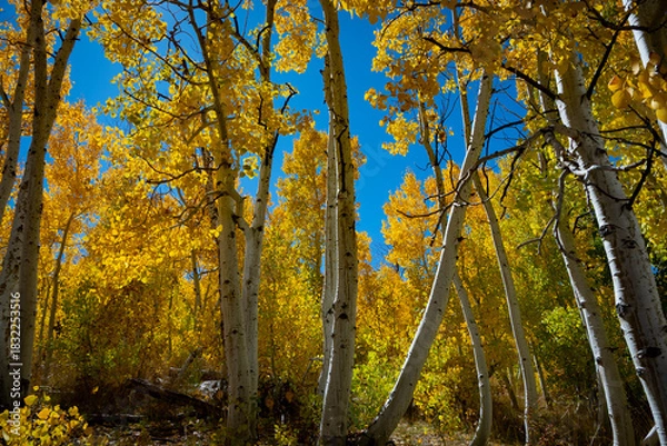 Fototapeta Fall colors
