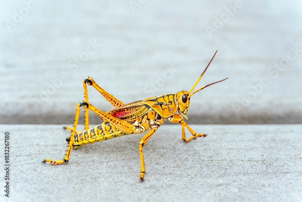 Obraz Eastern lubber grasshopper on the Anhinga trail