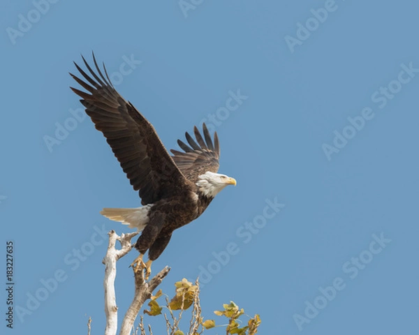 Obraz American Bald Eagle Taking Off