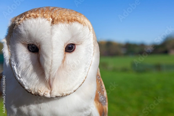 Fototapeta Barn Owl