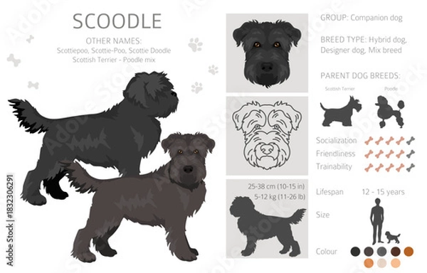 Fototapeta Scoodle, Scottiepoo clipart. Scottish terrier Poodle mix. Different coat colors set.  Vector illustration