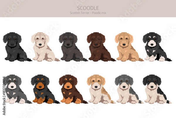 Fototapeta Scoodle, Scottiepoo clipart. Scottish terrier Poodle mix. Different coat colors set.  Vector illustration