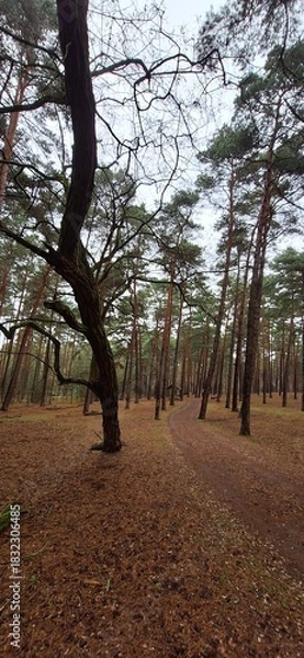 Obraz autumn in the park