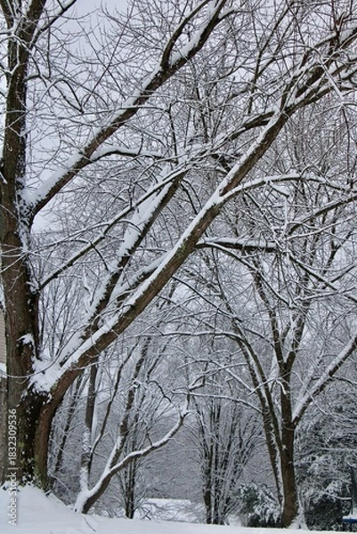 Obraz snow covered trees