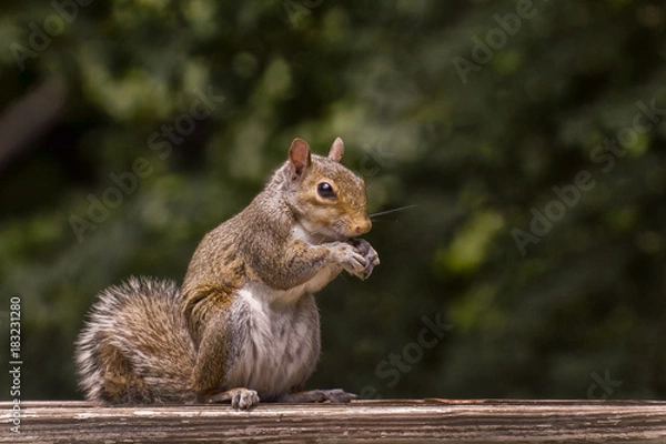 Fototapeta Squirrel please