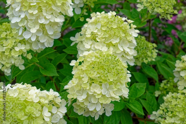 Fototapeta White hydrangea flowers closeup
