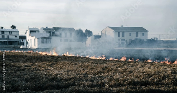 Fototapeta Quemando la paja en el cultivo de la chufa en Alboraya