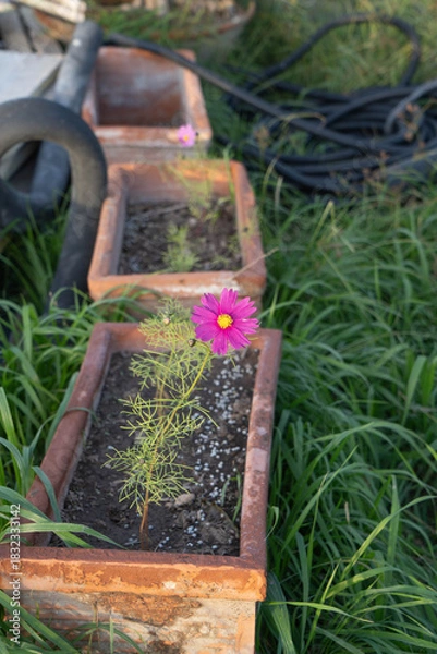 Fototapeta única flor 