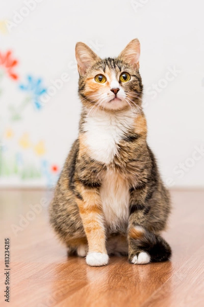 Fototapeta Pregnant cat tortoiseshell without breed sits on the floor