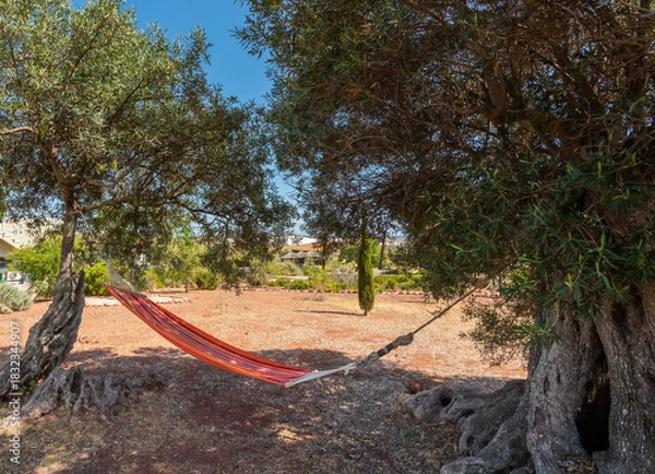 Fototapeta A colorful hammock is stretched between two olive trees, creating a serene spot for relaxation in a sunny outdoor area surrounded by nature