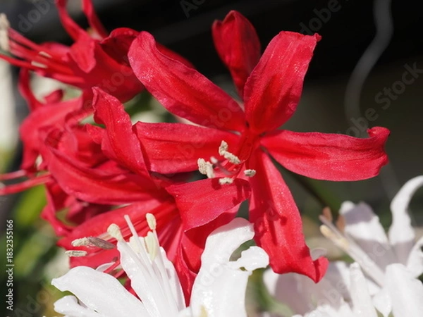 Obraz 赤いダイヤモンドリリー