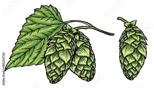 Obraz Vector hops cone and leaf illustration isolated