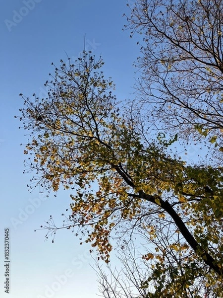 Fototapeta 朝日と森と空