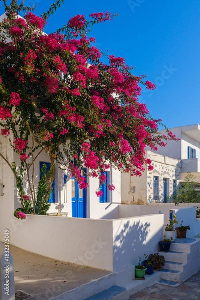 Obraz Whitewashed house with a large blossoming bougainvillea tree