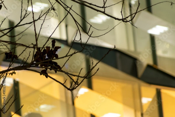 Fototapeta Dry branches with office lights bokeh
