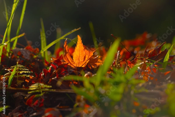 Fototapeta 落ちた紅葉と照らす日差しと20251122