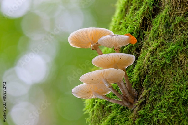 Fototapeta Buchenschleimrübling (Oudemansiella mucida)  slimy beech caps