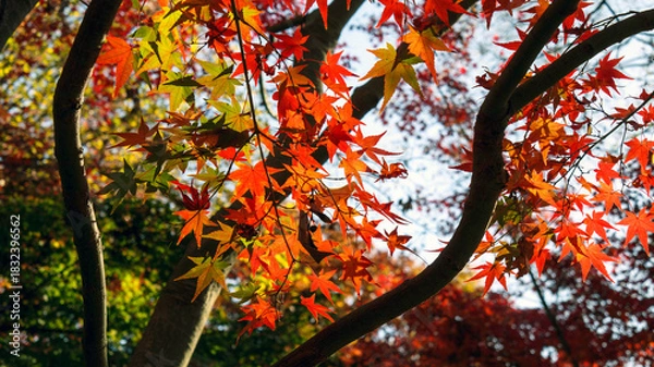 Obraz 色付いたカエデ