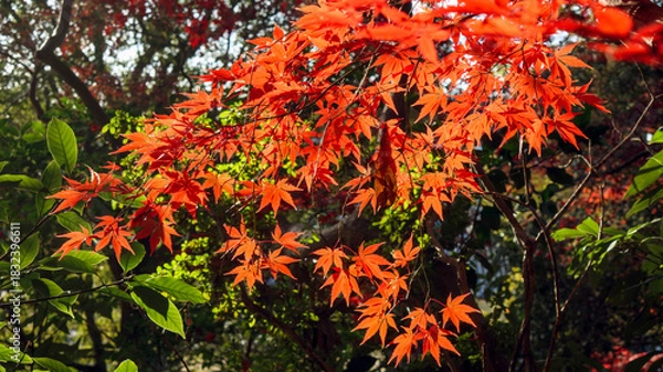 Obraz 色付いたカエデ