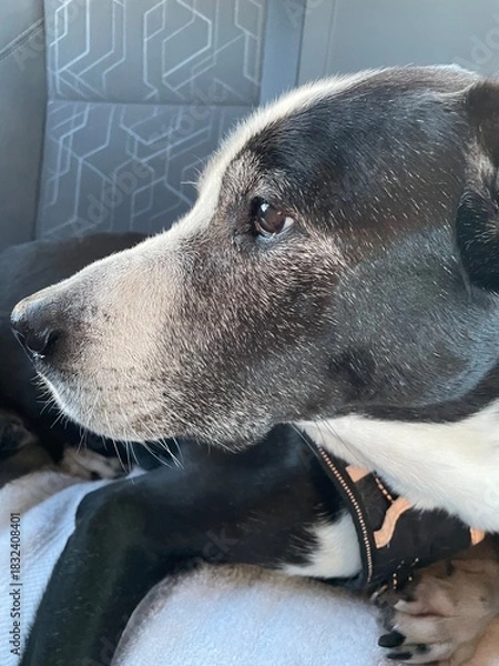 Obraz Senior Dog Profile: Side view portrait of a beautiful black and white dog with a gray muzzle showing signs of aging.