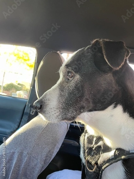 Obraz Senior Dog Profile: Side view portrait of a beautiful black and white dog with a gray muzzle showing signs of aging.