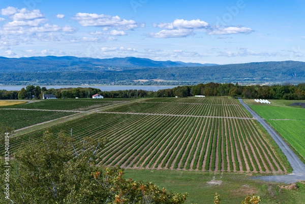 Obraz Rows of green plants in a field