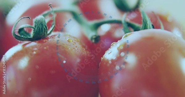 Fototapeta Displaying ripe tomato cluster shining with droplets and green calyxes on tabletop, with blue ring