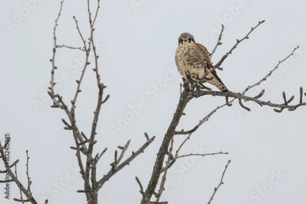 Fototapeta American kestrel perched in a bare tree, its feathers puffed up against the cold weather.