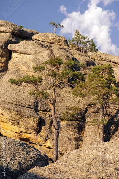 Fototapeta Rock formations and pine trees in the Castroviejo nature reserve, in Duruelo de la Sierra, Soria, Castile and Leon, Spain.
